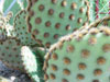 Opuntia aciculata