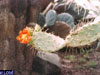 Opuntia ammophila