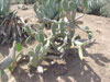 Opuntia arcei