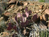 Opuntia azurea