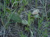 Opuntia cymochila