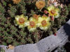 Opuntia fragilis