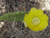 Opuntia guatemalensis