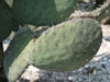 Opuntia joconostle