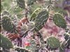 Opuntia salvadorensis