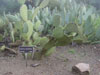Opuntia spinulifera