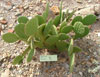 Opuntia wilcoxii