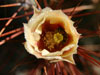 Opuntia x spinosibacca