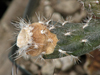 Pterocactus gonjianii