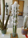 Pilosocereus leucocephalus