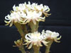 Peniocereus occidentalis
