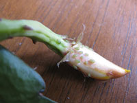 cactus aphids