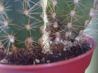 rot on cactus plant