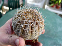 turbinicarpus rot