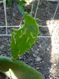 cactus slug bites