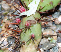 cacti slug bites