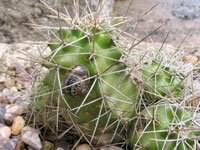 cacti snail crawling