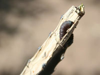 peniocereus worm
