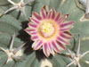 Stenocactus coptonogonus