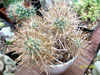 Sclerocactus papyracanthus