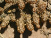 Tephrocactus molinensis