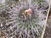 Thelocactus rinconensis