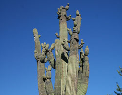 Cactus Picture Contest 29