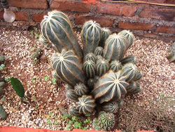 Cactus Picture Contest 8