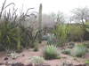 cactus botanical garden